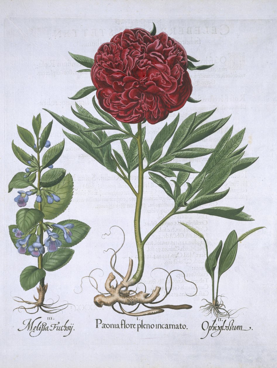 Melissa, Paeony ja Odontoglossum, Hortus Eystettensis, Basil Besler (1561-1629) pub. 1613 (käsinvärinen kaiverrus) tekijältä German School