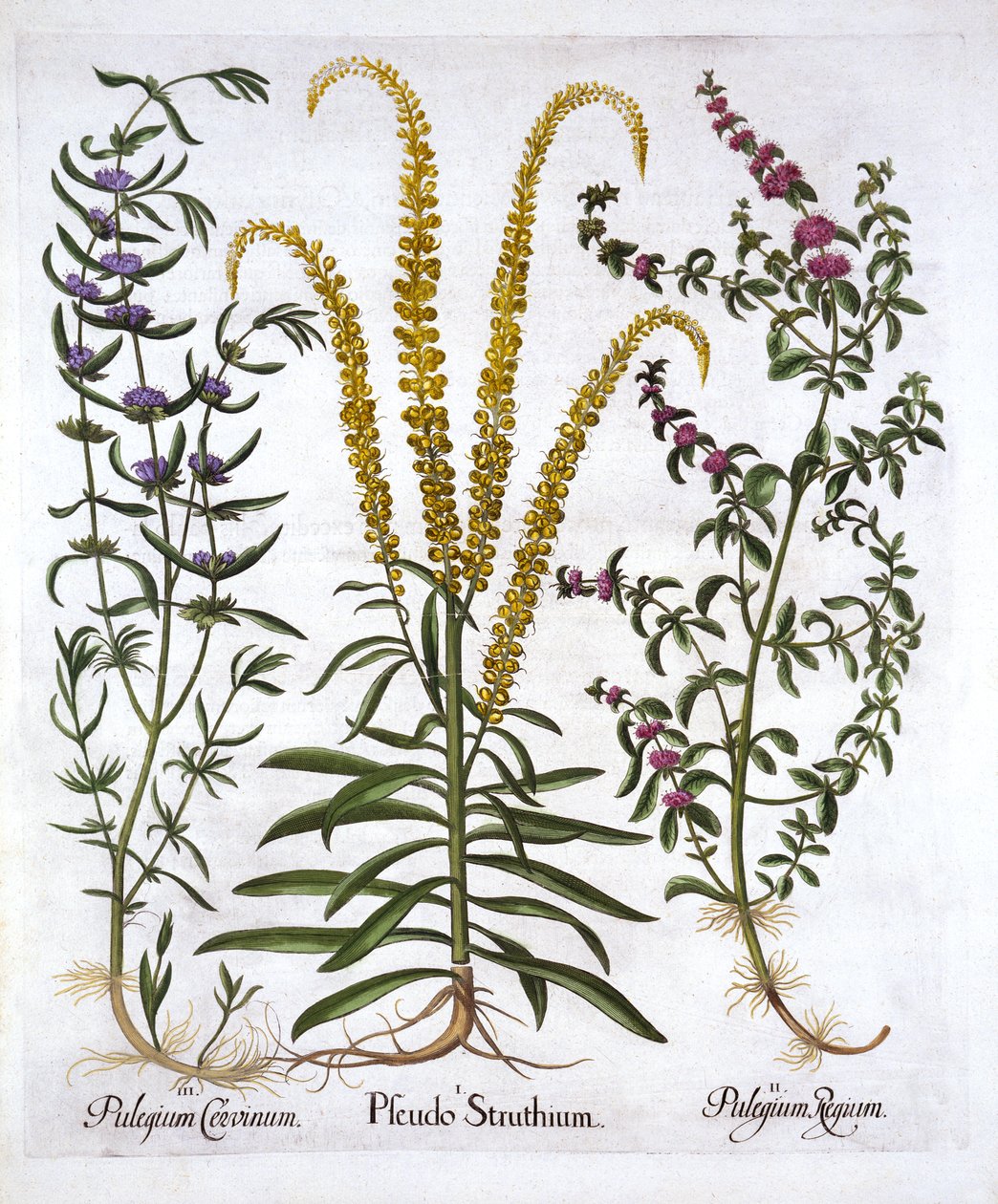 Mignonette, Pennyroyal ja Marsh Mint, Hortus Eystettensis, kirjoittanut Basil Besler (1561-1629), pub. 1613 (käsinvärinen kaiverrus) tekijältä German School