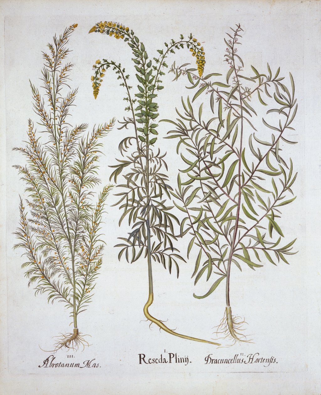 Mignonette, Southernwood ja Tarragon, Hortus Eystettensis, kirjoittanut Basil Besler (1561-1629), pub. 1613 (käsinvärinen kaiverrus) tekijältä German School