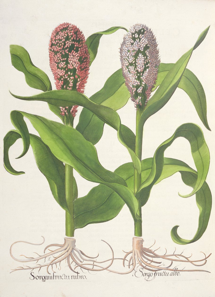 Hirssi: 1. Durra punaisilla hedelmillä; Sorgo-hedelmä valkoinen, Basil Beslerin (1561-1629) Hortus Eystettensisistä, pub. 1613 tekijältä German School