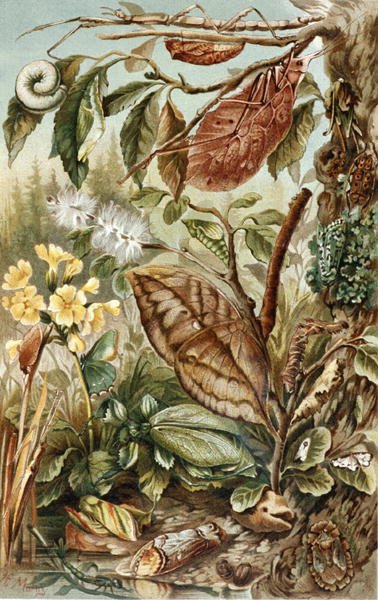 Mimicry of Insects, levy "Brehms Tierleben: Allgemeine Kunde des Tierreichs", vol.9, s.10, julkaisija Bibliographisches Institut tekijältä German School