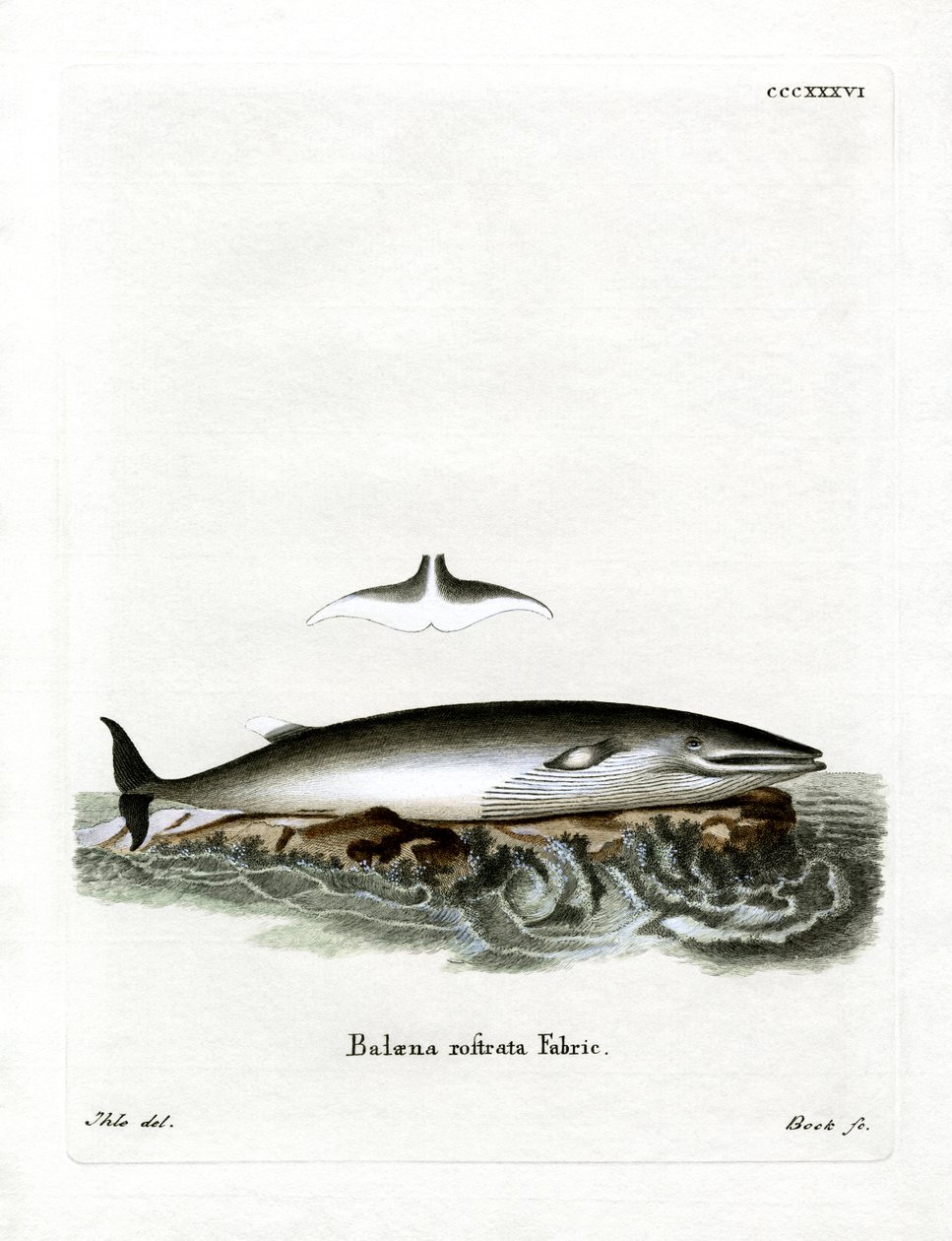 Minke Whale (värillinen kaiverrus) tekijältä German School