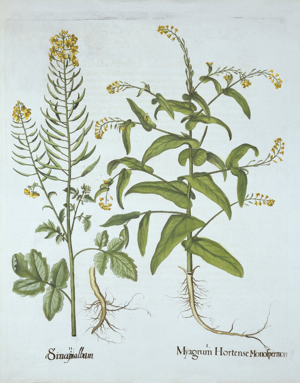 Hiirkrassi ja valkoinen sinappi, Hortus Eystettensis, kirjoittanut Basil Besler (1561-1629), pub. 1613 (käsinvärinen kaiverrus) tekijältä German School