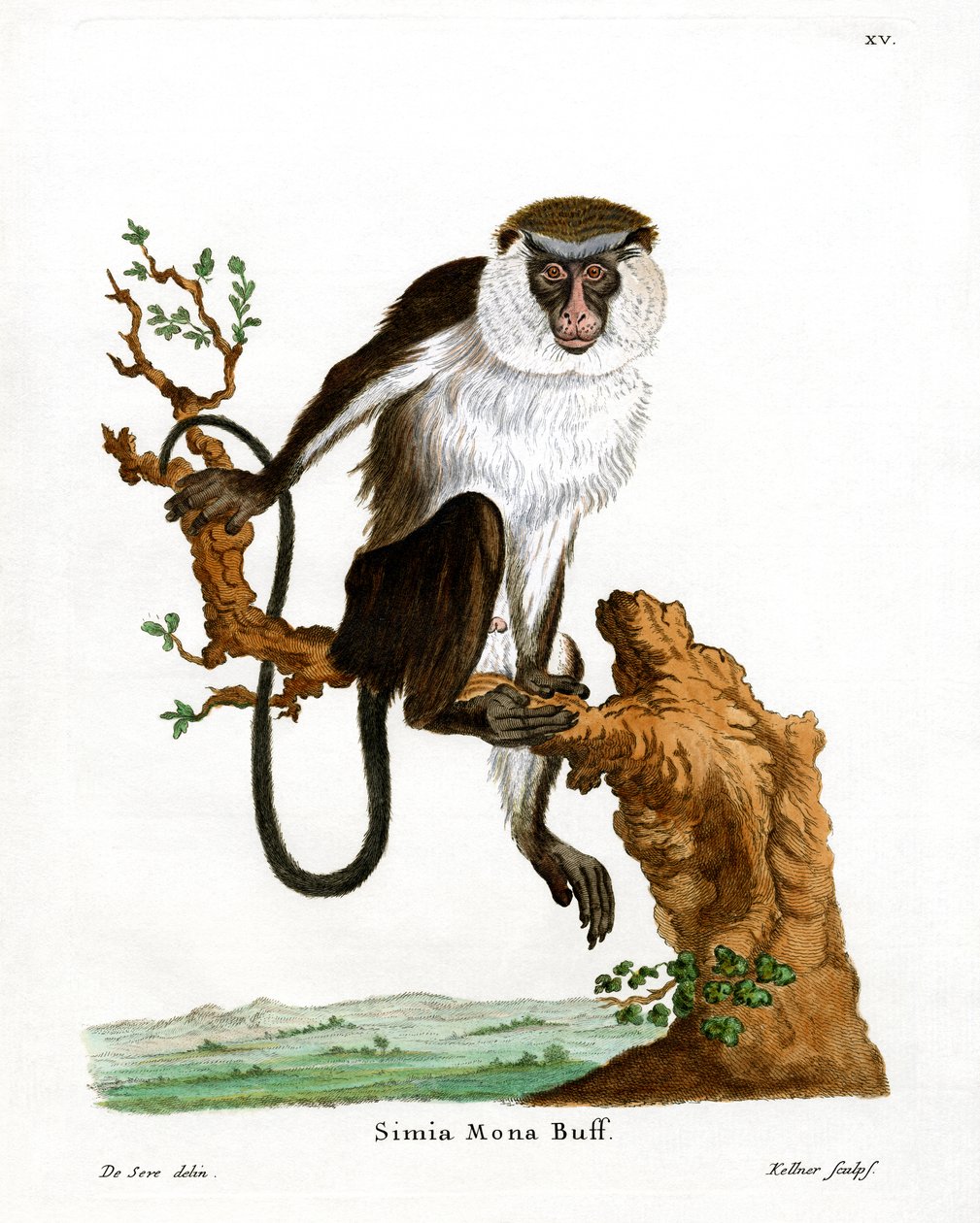 Mona Monkey (värillinen kaiverrus) tekijältä German School