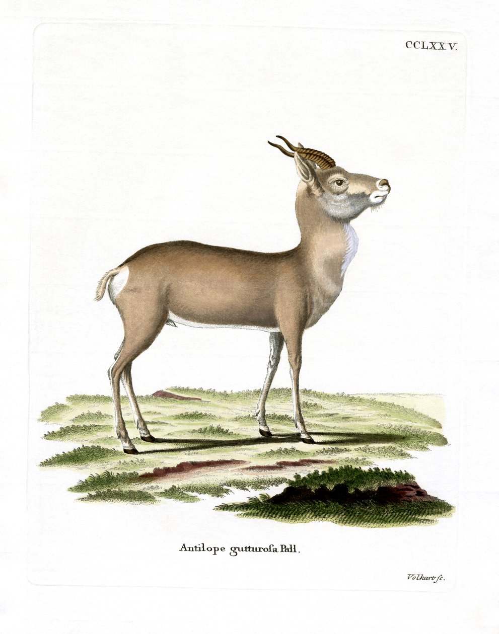 Mongolian Gazelle (värillinen kaiverrus) tekijältä German School