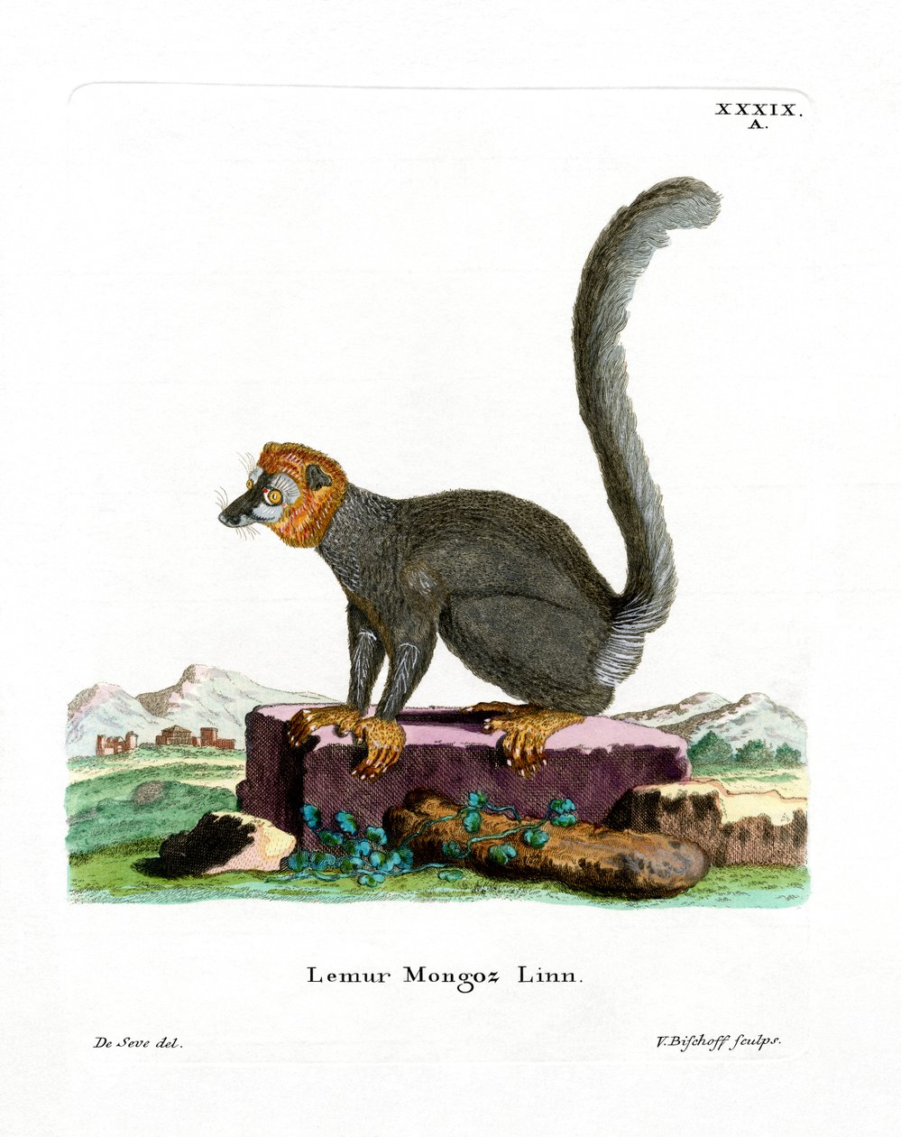 Mongoose Lemur (värillinen kaiverrus) tekijältä German School
