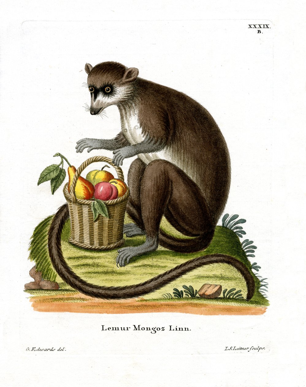 Mongoose Lemur (värillinen kaiverrus) tekijältä German School
