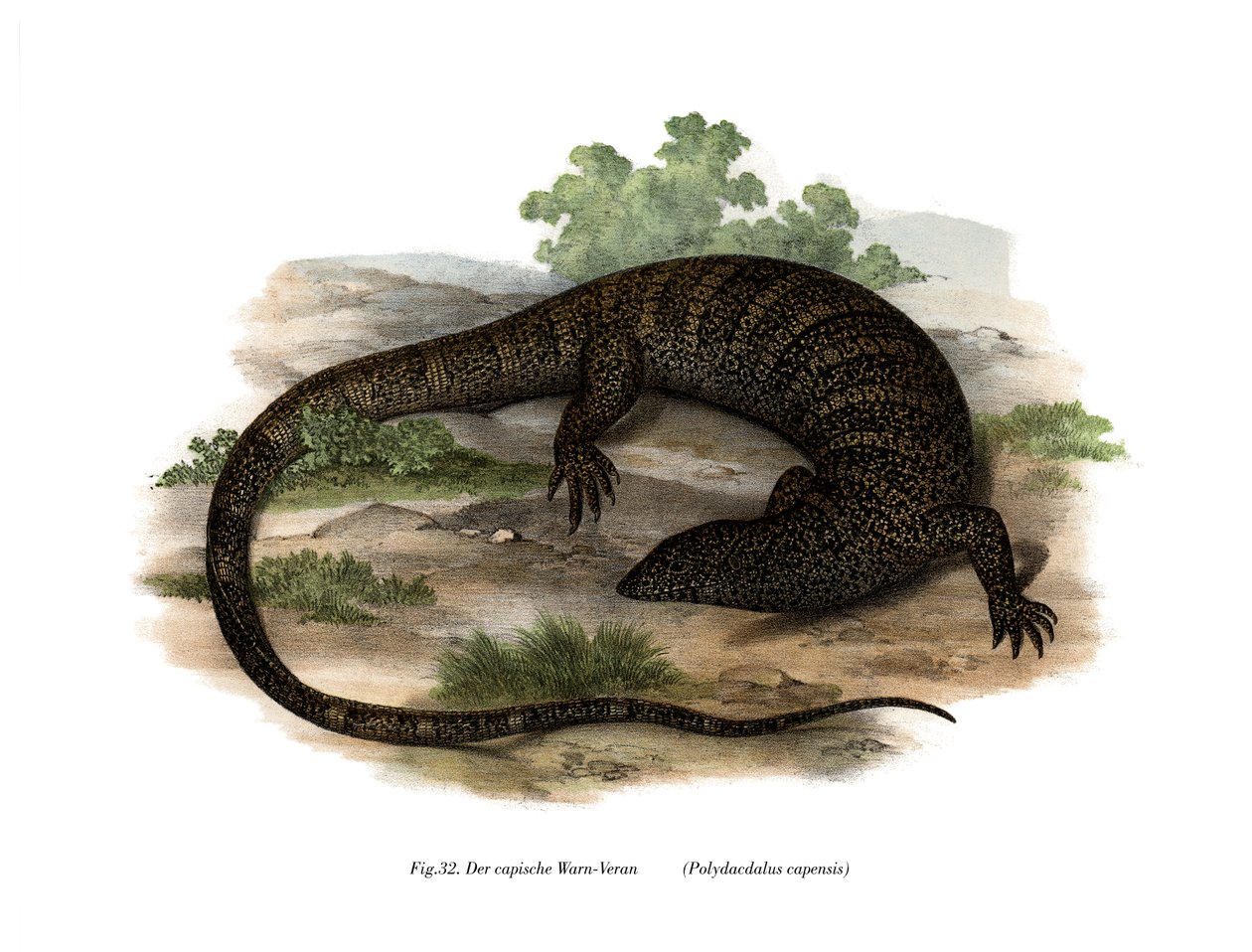 Monitor Lizard (väri litho) tekijältä German School