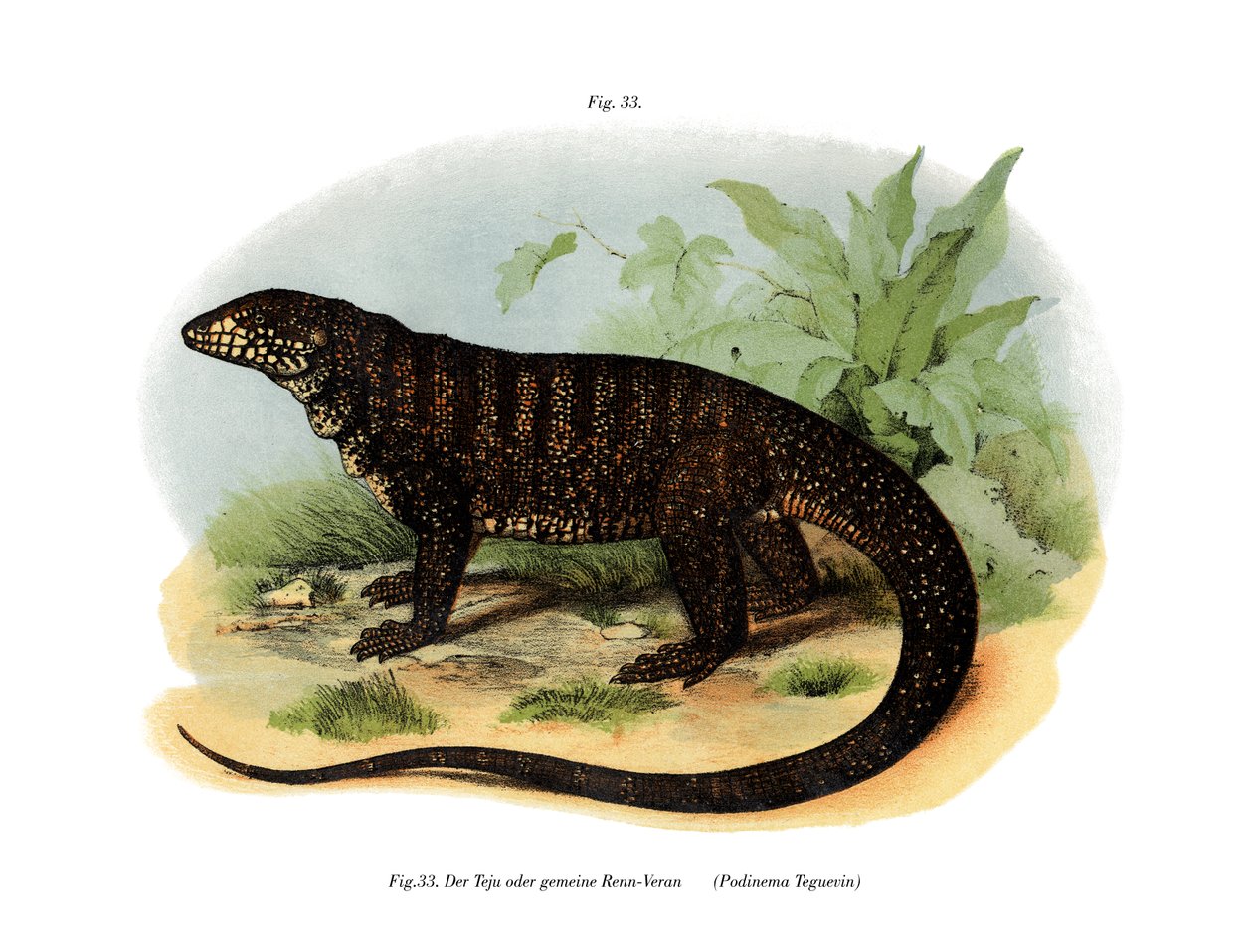 Monitor Lizard (väri litho) tekijältä German School