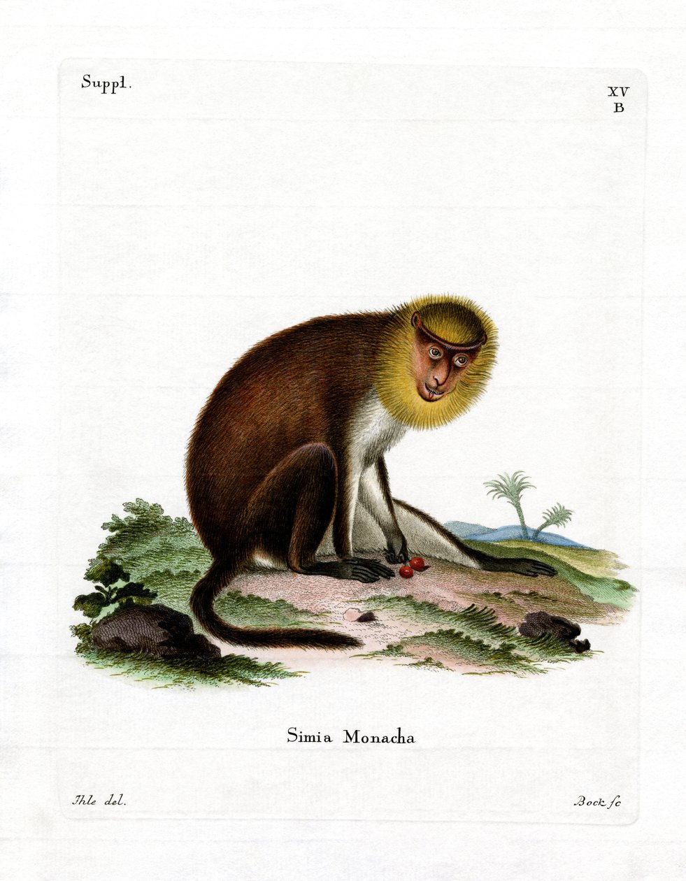 Monk Saki (värillinen kaiverrus) tekijältä German School
