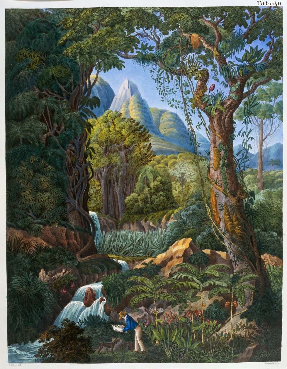 Morenia Poppigiana ja metsä, Johann Baptist Von Spixin ja Carl Friedrich Von Martiuksen Historia Naturalis Palmarumista tekijältä German School