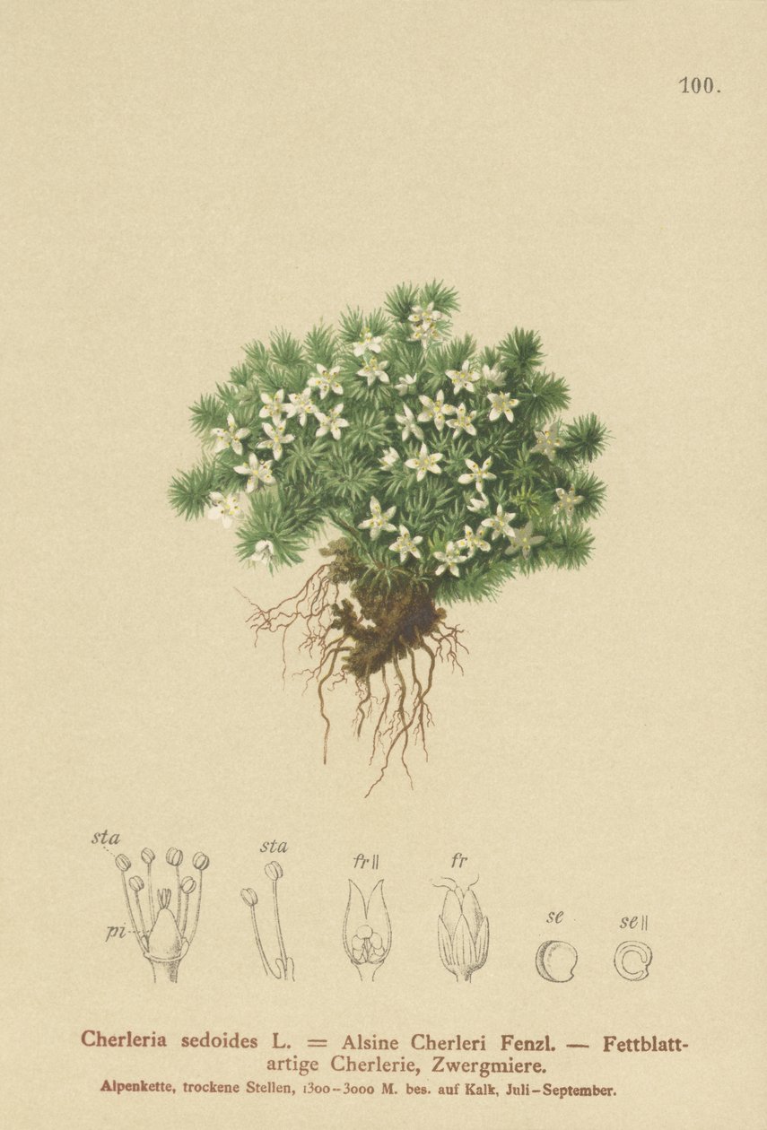Mossy Cyphel (Cherleria sedoides, Minuartia sedoides, Alsine Cherleri) tekijältä German School