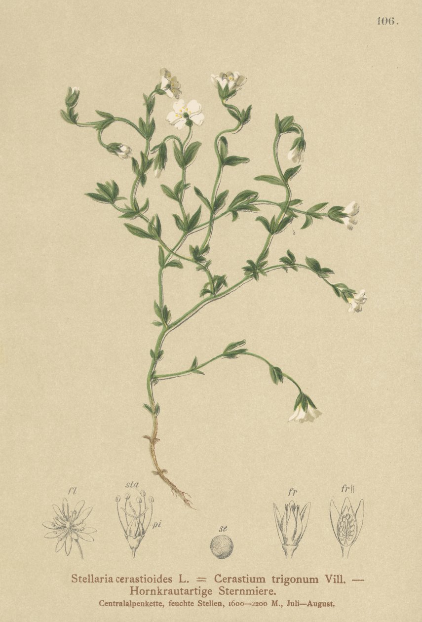 Vuoriherkku (Stellaria cerastioides, Cerastium trigonum) tekijältä German School