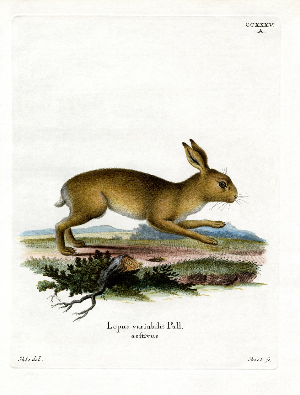 Mountain Hare (värillinen kaiverrus) tekijältä German School
