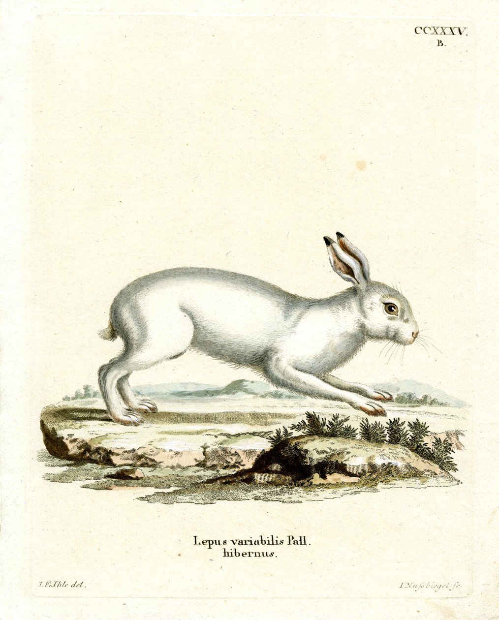Mountain Hare (värillinen kaiverrus) tekijältä German School