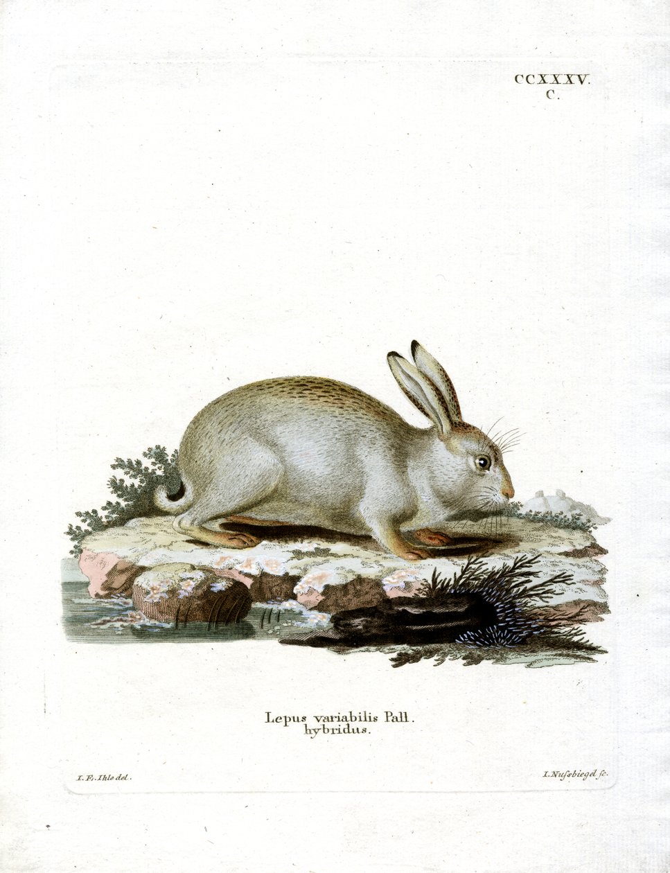 Mountain Hare (värillinen kaiverrus) tekijältä German School
