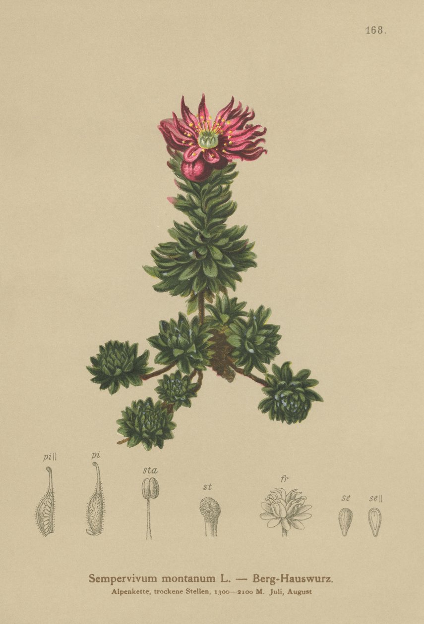 Mountain Houseleek (Sempervivum montanum) tekijältä German School