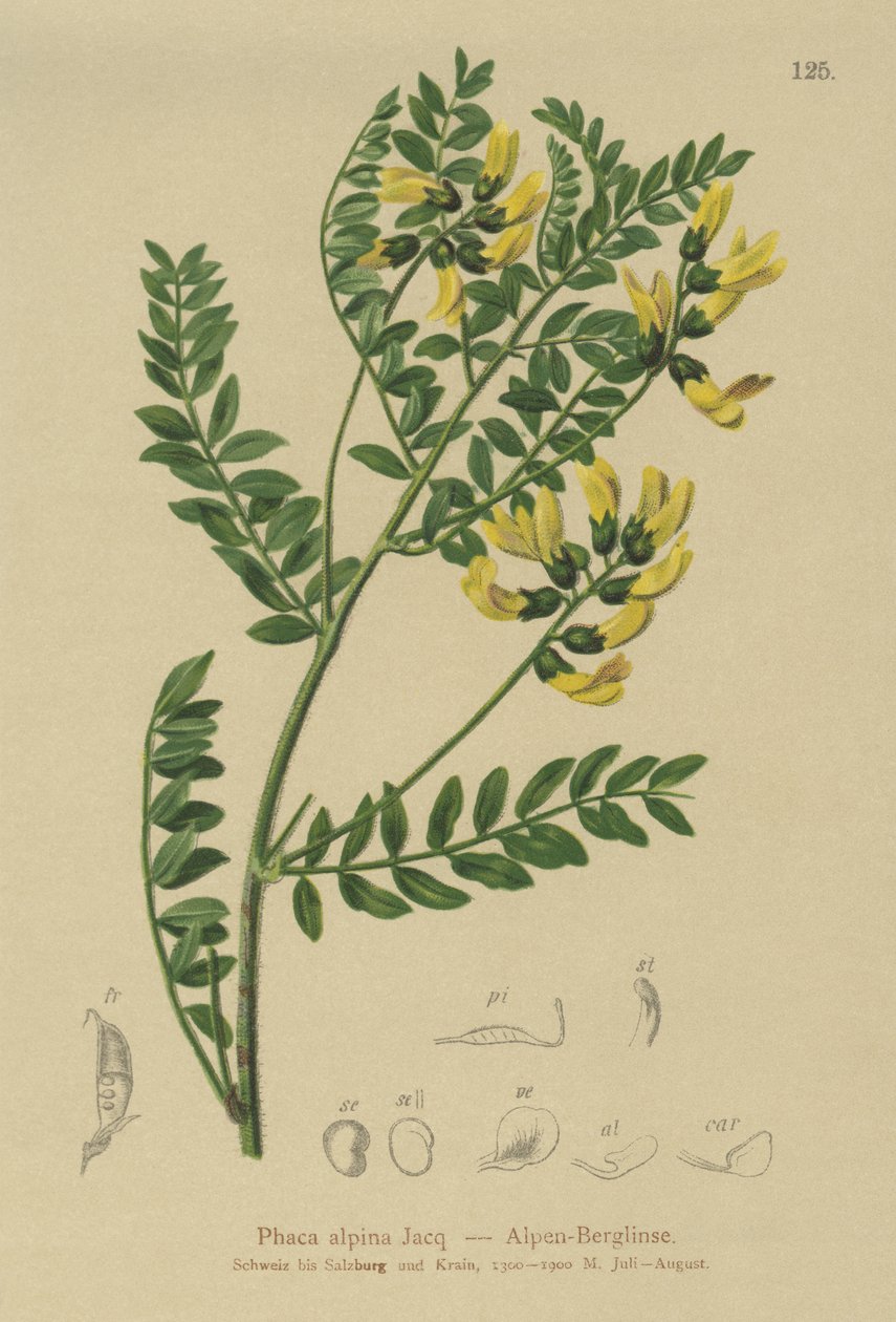 Vuorilinssi (Phaca alpina, Astragalus alpinus, Astragalus penduliflorus, Colutea alpina, Phaca alpina, Tragacantha penduliflora) tekijältä German School