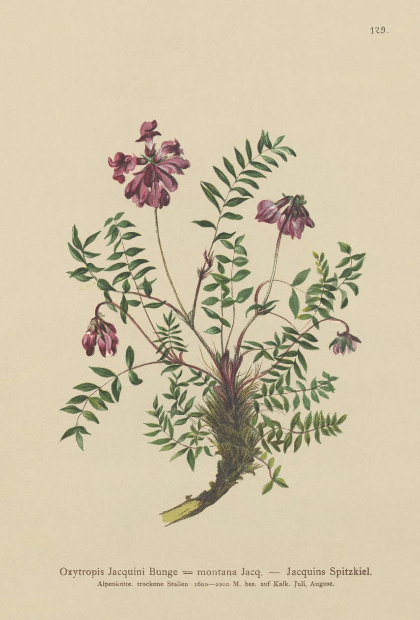 Mountain Milkvitch (Oxytropis Jacquini, Oxytropis montana) tekijältä German School