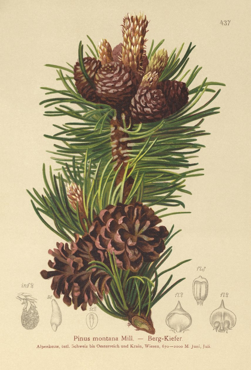 Vuorimänty (Pinus montana, Pinus mugo) tekijältä German School