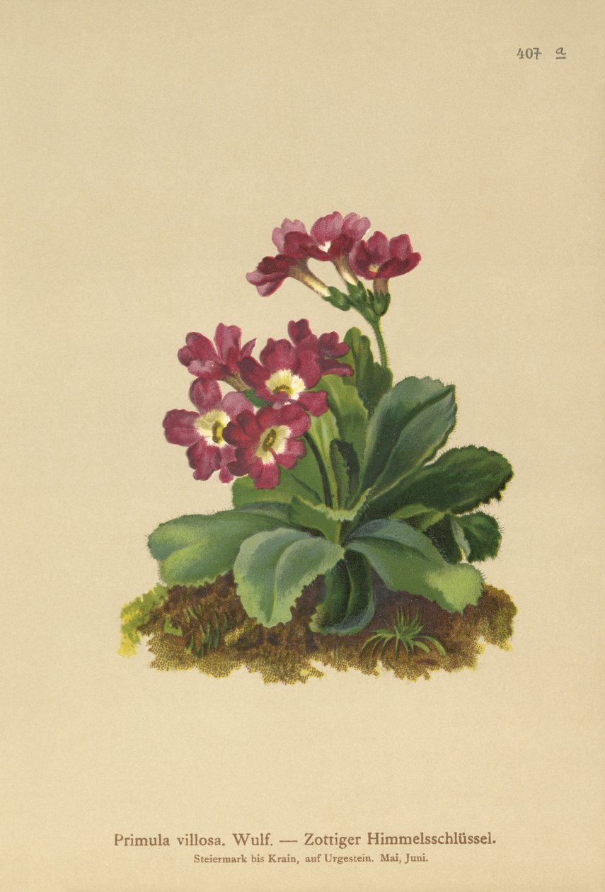 Vuori Primula (Primula villosa) tekijältä German School
