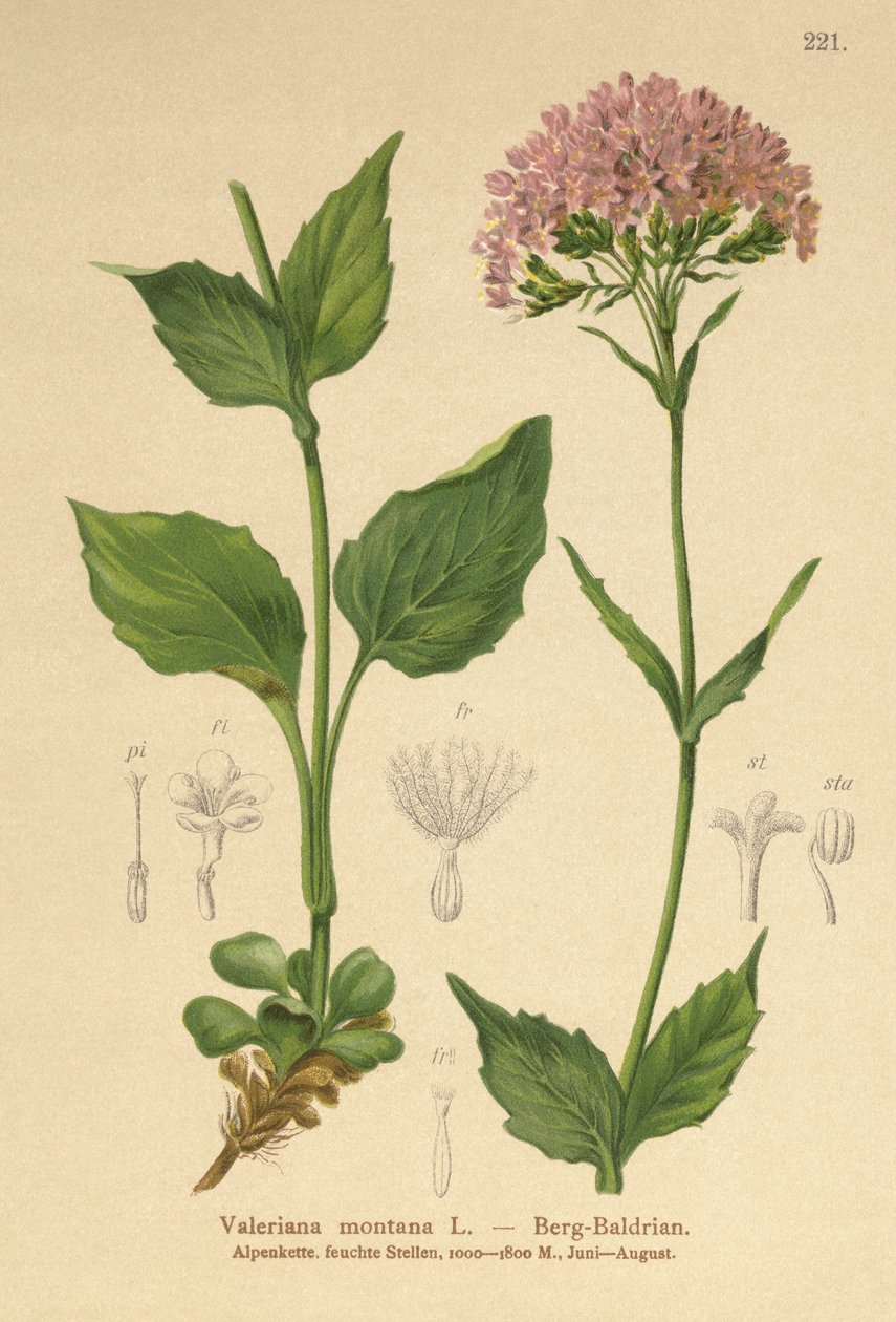 Mountain Valerian (Valeriana montana) tekijältä German School