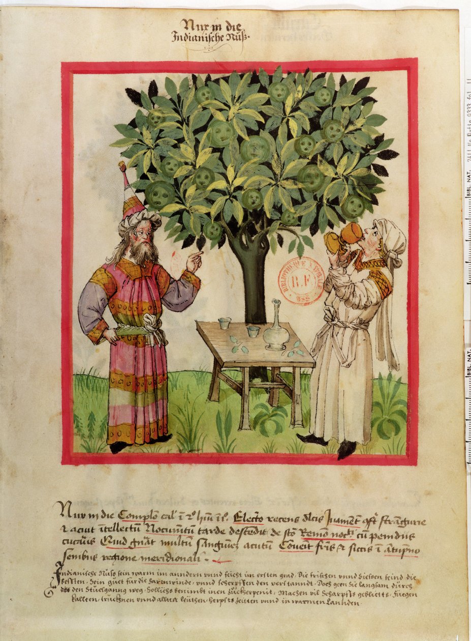 Ms.Lat.9333 fol.11 Harvesting muskottipähkinä, Tacuinum Sanitatis tekijältä German School