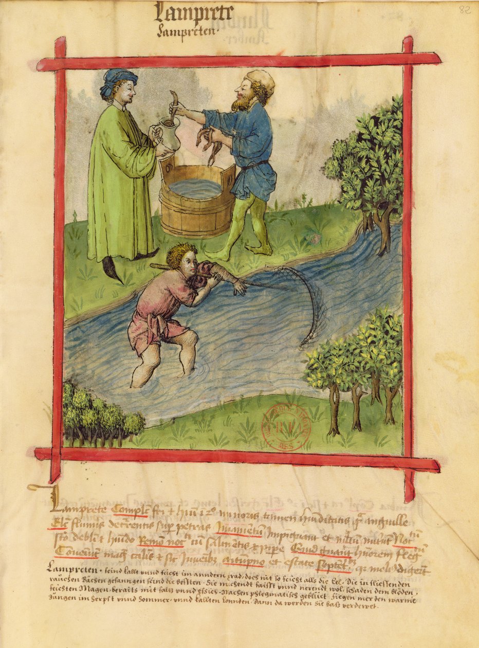 Ms Lat 9333 f.82 Ankeriaankalastus, Tacuinum Sanitatis tekijältä German School