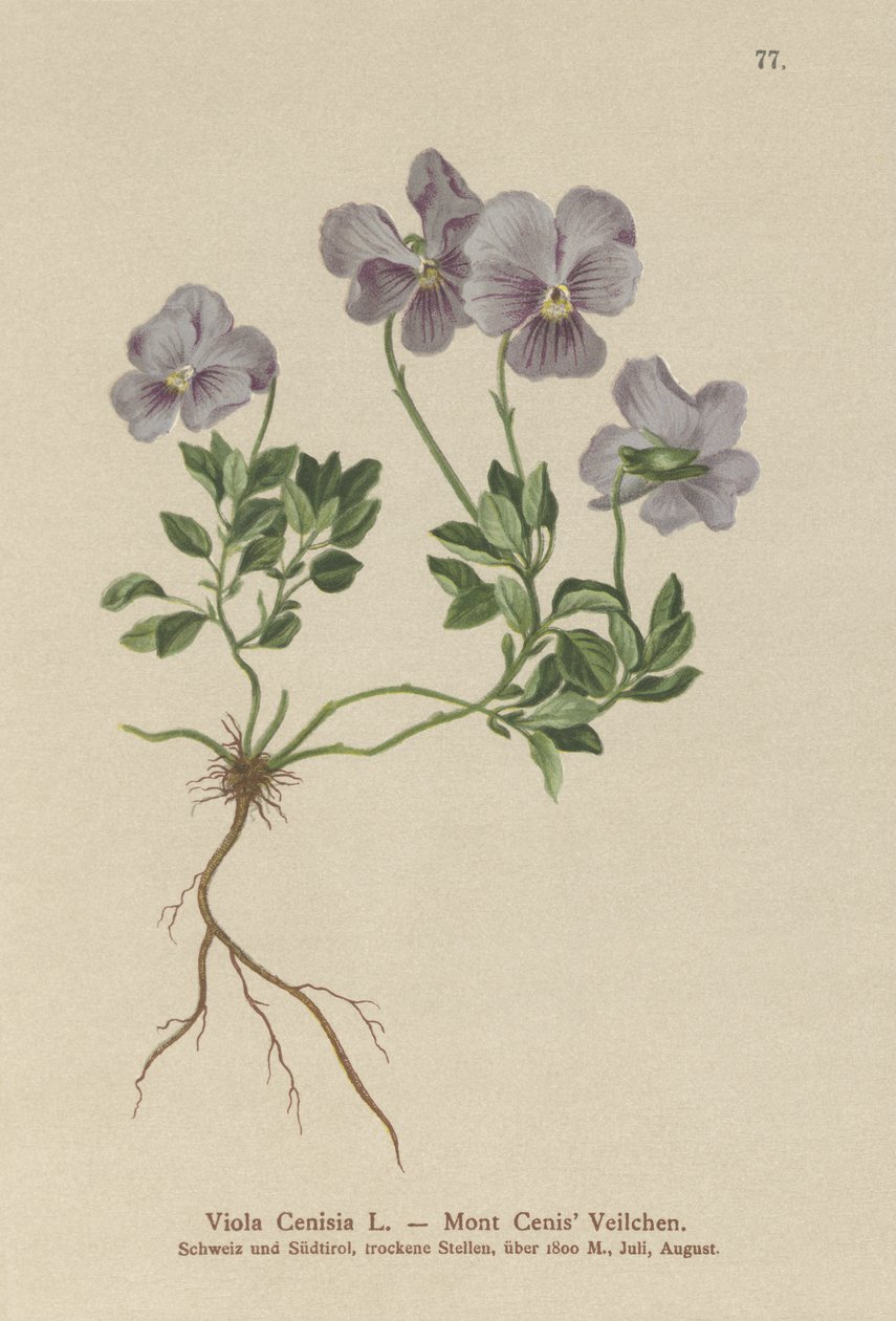 Mt. Cenis Pansy (Viola Cenisia) tekijältä German School