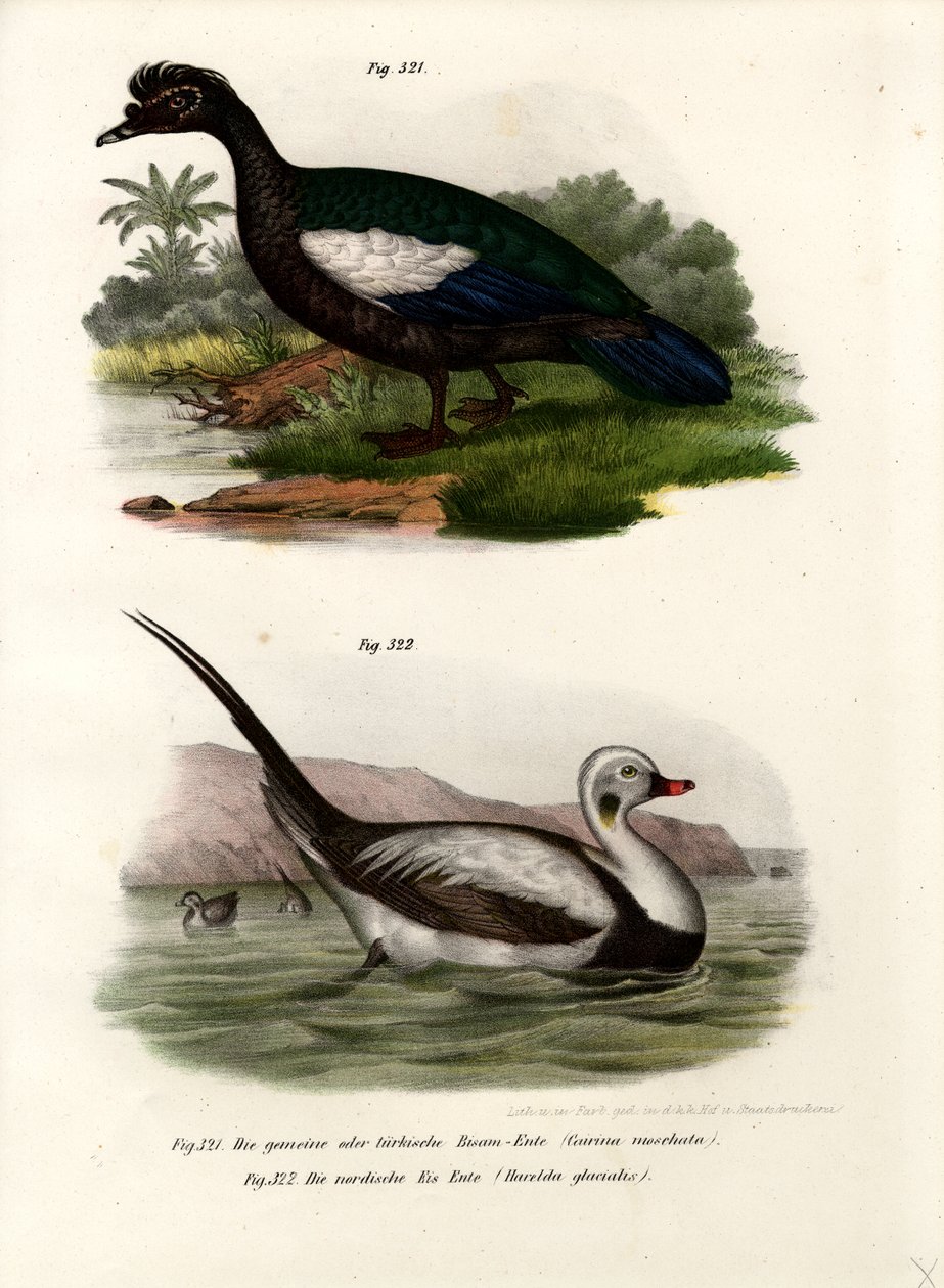 Muskoviankka, 1864 tekijältä German School