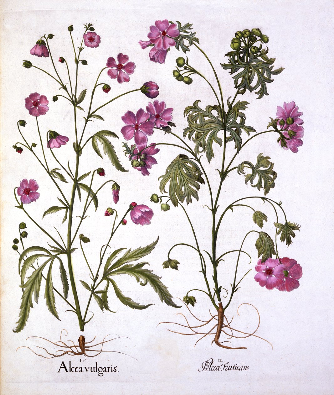 Musk Mallow, Hortus Eystettensis, kirjoittanut Basil Besler (1561-1629), pub. 1613 (käsinvärinen kaiverrus) tekijältä German School