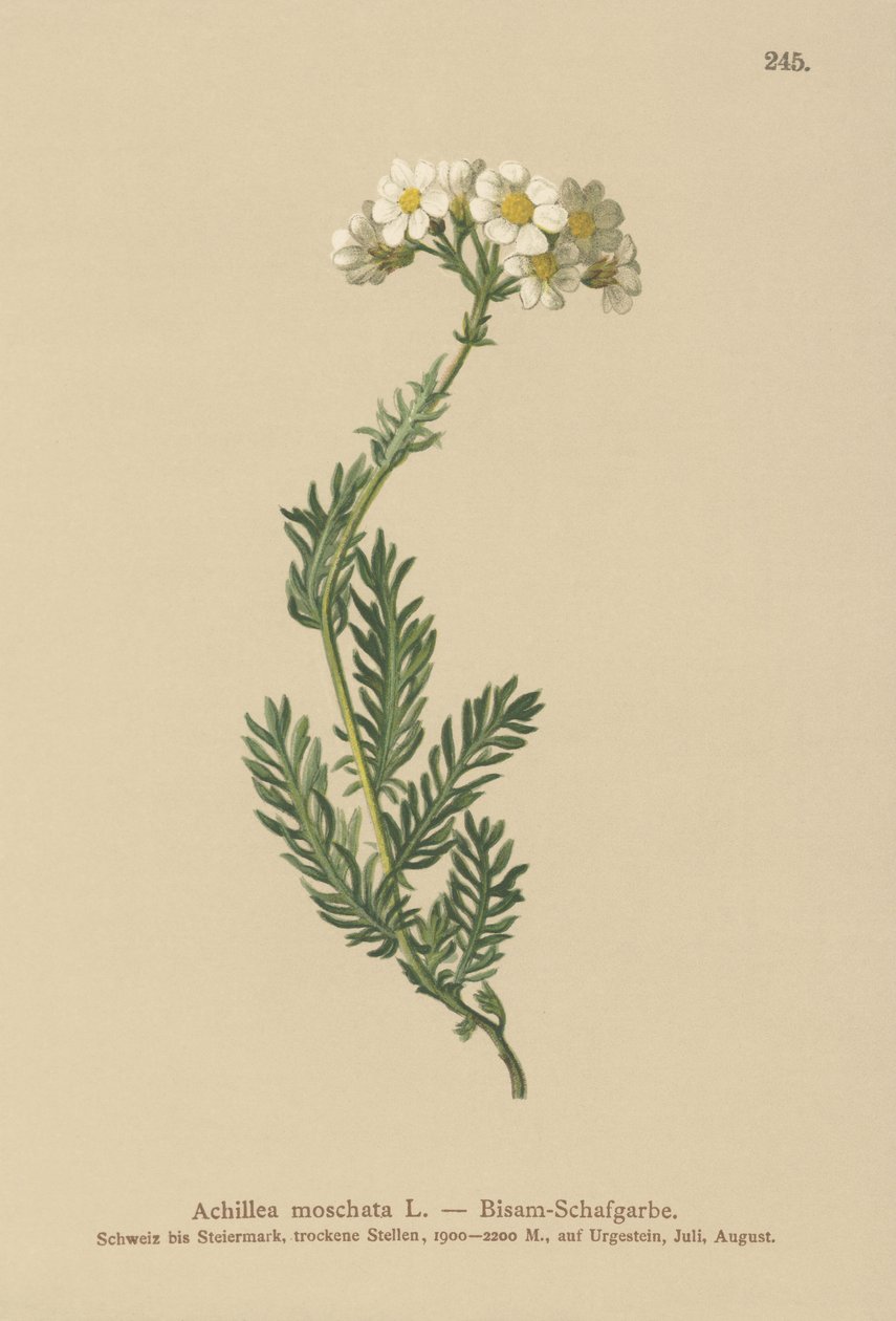 Myskimarja (Achillea moschata, Achillea erba-rotta ssp. moschata) tekijältä German School
