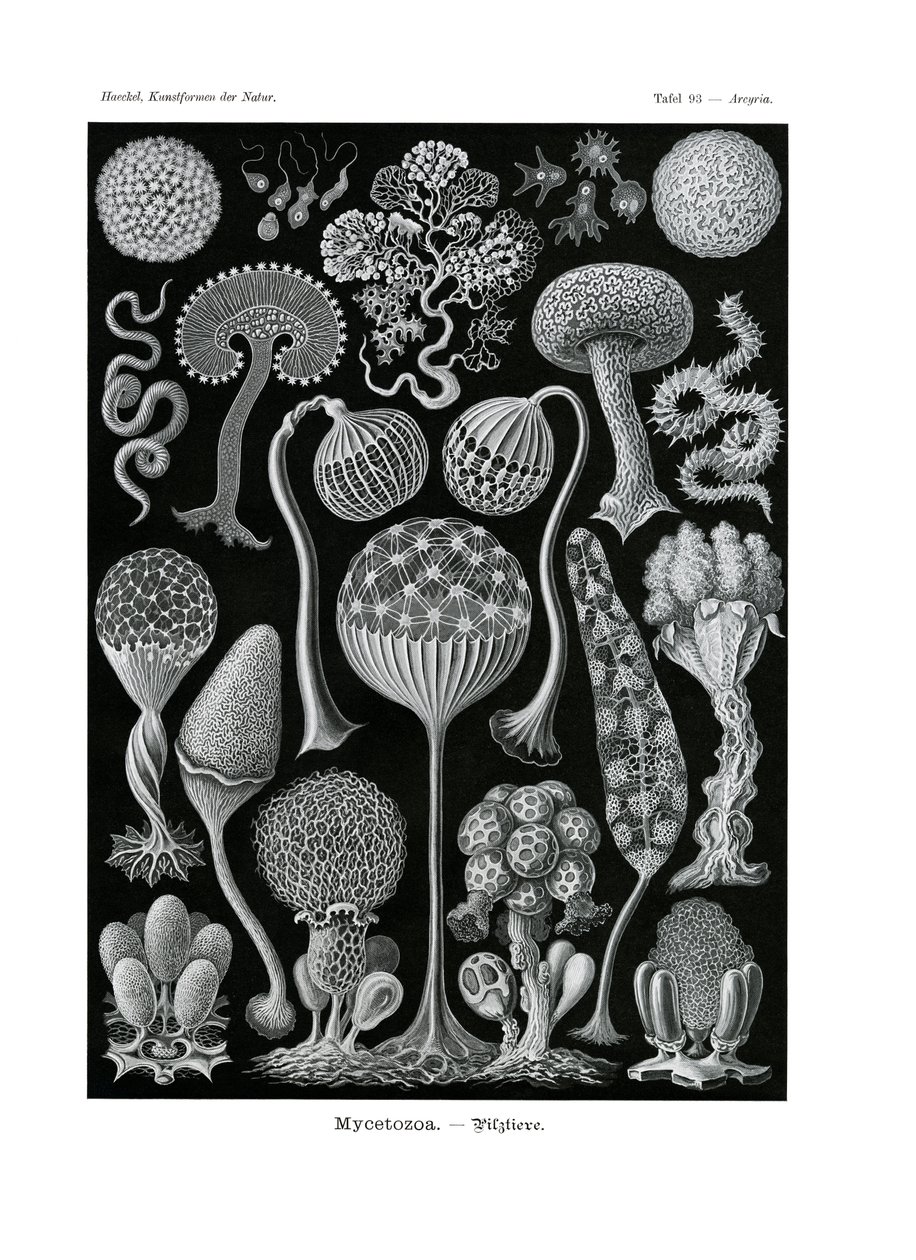 Mycetozoa, 1899-1904 tekijältä German School