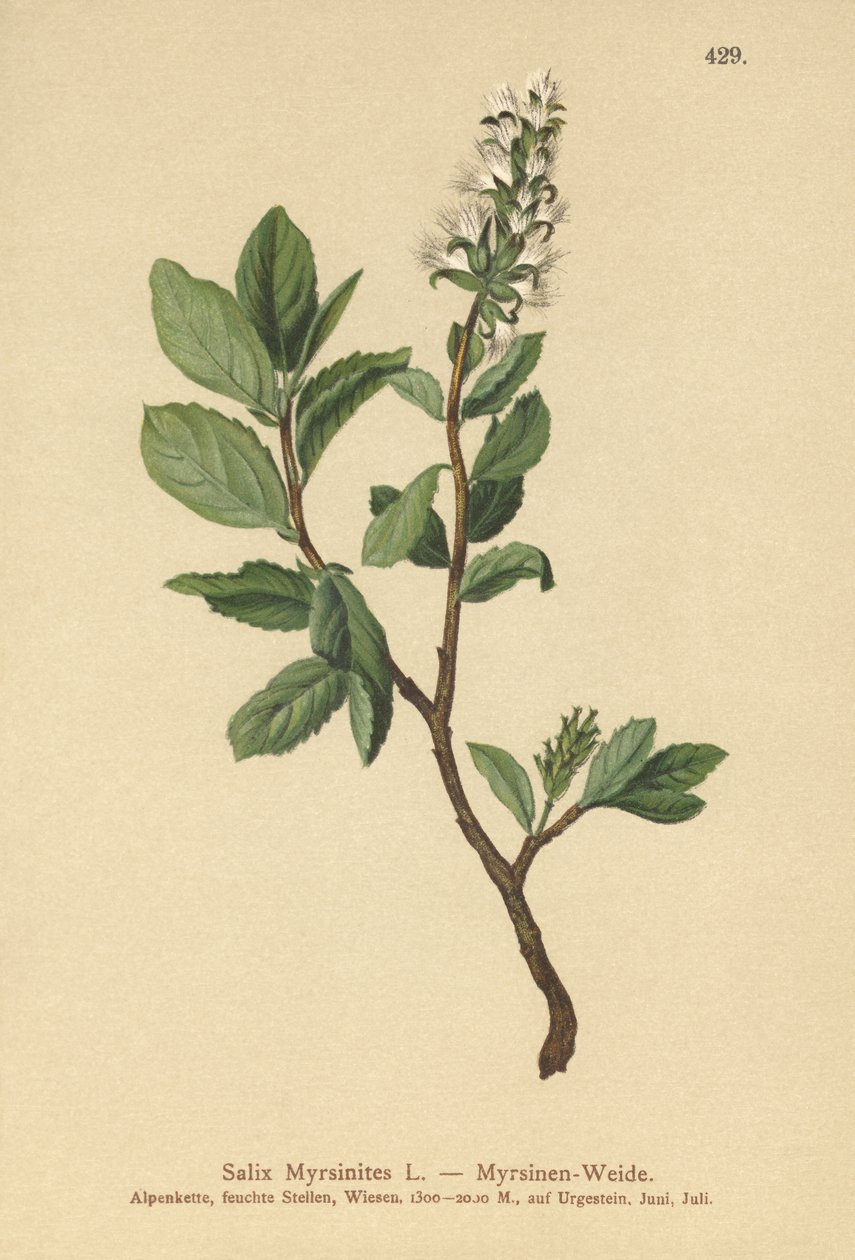 Myrttipaju (Salix Myrsinites) tekijältä German School