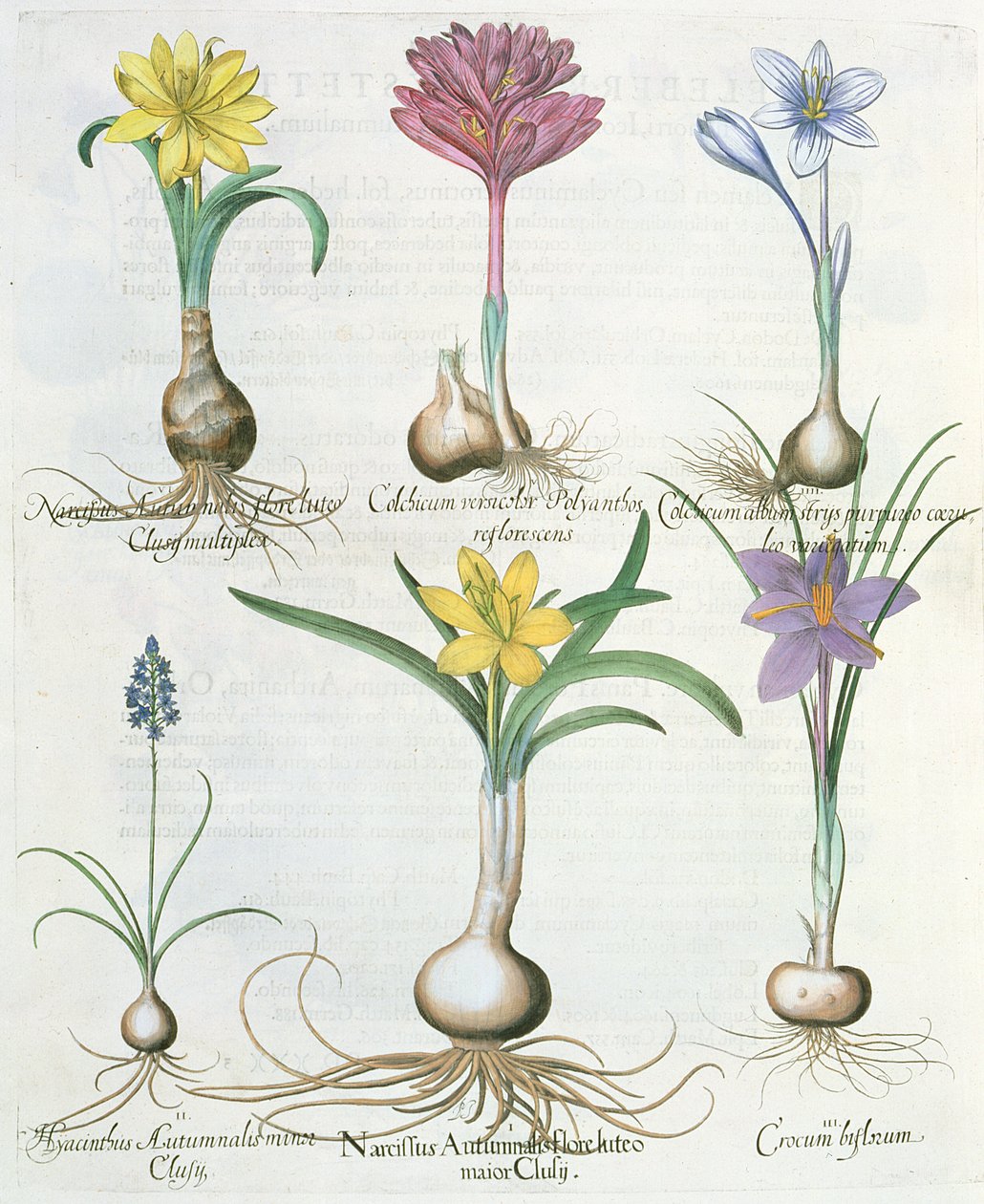 Narsissit, krookukset ja hyasintti: 1. Narcissus autumnalis; 2.Hyacinthus autumnalis; 3.Crocum biflorum; 4. Kolkium-albumi; 5. Colchium versicolor; 6. Narcissus autumnalis, Ba. Hortus Eystettensisistä tekijältä German School