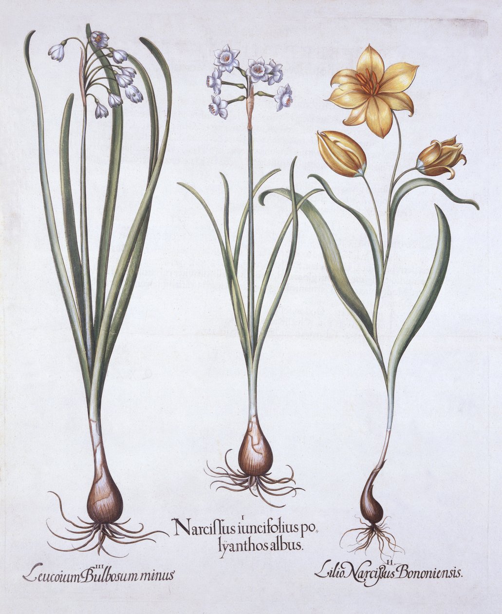 Narsissi, tulppaani ja kesälumihiutale, Hortus Eystettensis, kirjoittanut Basil Besler (1561-1629), pub. 1613 (käsinvärinen kaiverrus) tekijältä German School