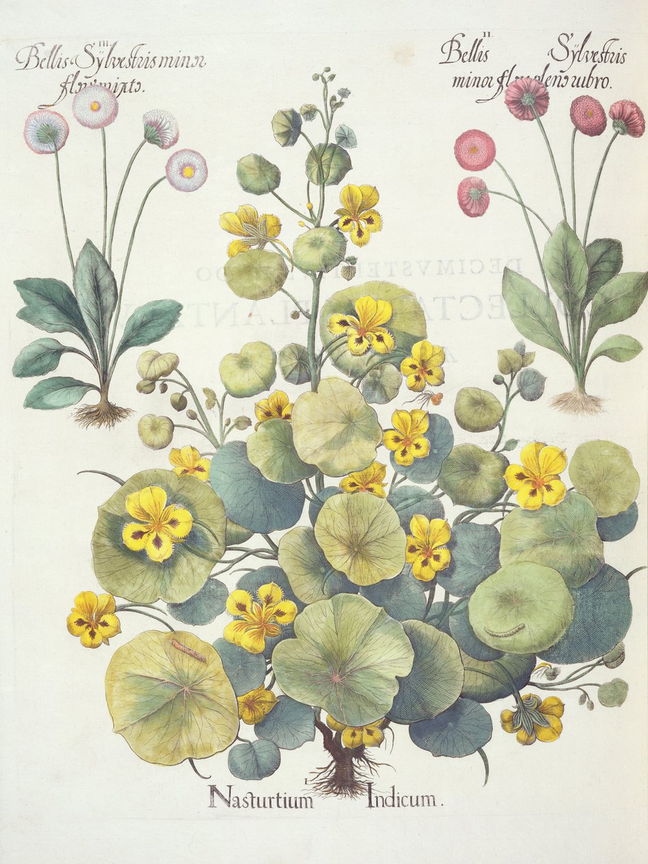 Nasturtium ja päivänkakkarat: 1.Nasturtium indicum; 2. Bellis Sylvester minor, täynnä punaisia ​​kukkia; 3. Bellis Sylvestri minor flore mixta, Basil Beslerin (1561-1629) Hortus Eystettensisistä, pub. 1613 tekijältä German School