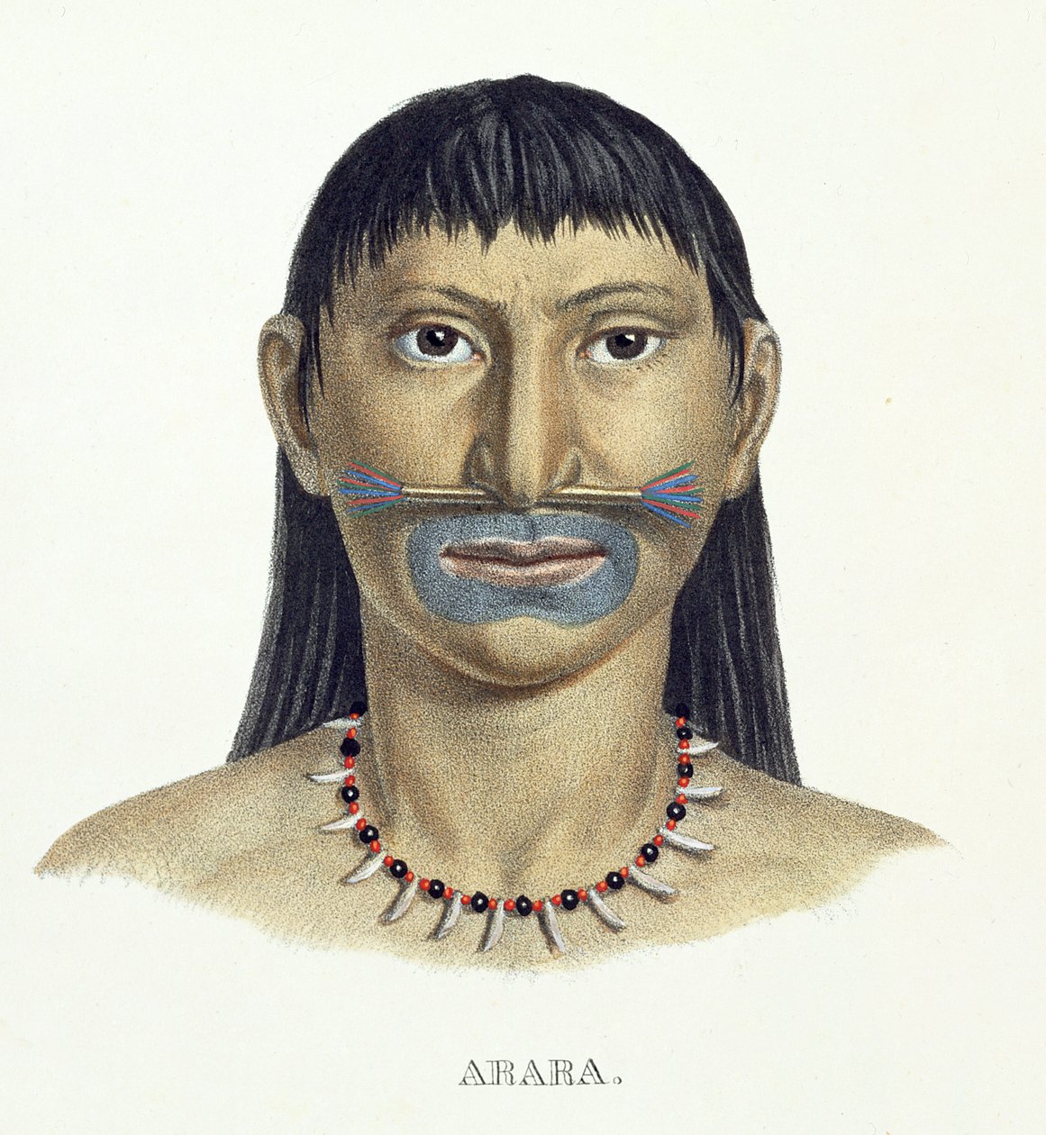 Arara-heimon syntyperäinen mies sinisellä kasvomaalilla, Johann Baptist von Spixin (1781-1826) ja Karl Friedrich Philipp Martiuksen (1794-1868) Atlas of a Journey in Brazil, julkaistu noin 1835-1850 (väri) tekijältä German School