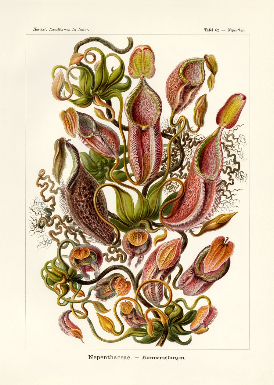 Nepenthaceae, 1899-1904 tekijältä German School