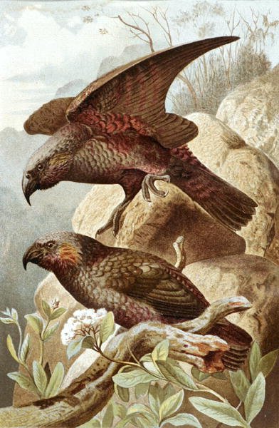 Nestor Parrot, levy "Brehms Tierleben: Allgemeine Kunde des Tierreichs", vol.5, s.382, julkaisija Bibliographisches Institut tekijältä German School