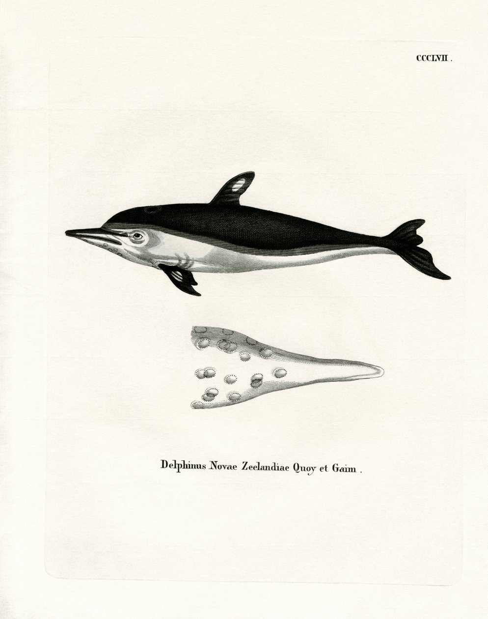 New Zealand Dolphin (värillinen kaiverrus) tekijältä German School