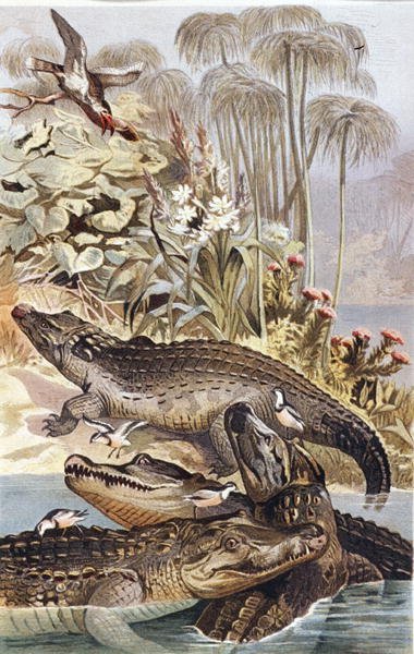 Niilin krokotiili, levy "Brehms Tierleben: Allgemeine Kunde des Tierreichs", vol.7, s.504, julkaisija Bibliographisches Institut tekijältä German School