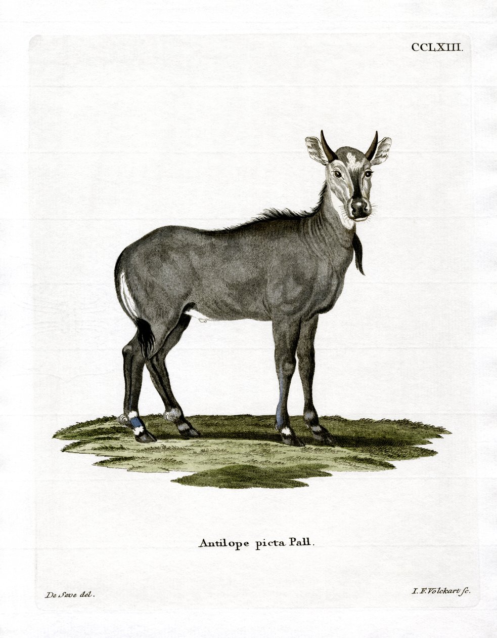 Nilgai (värillinen kaiverrus) tekijältä German School