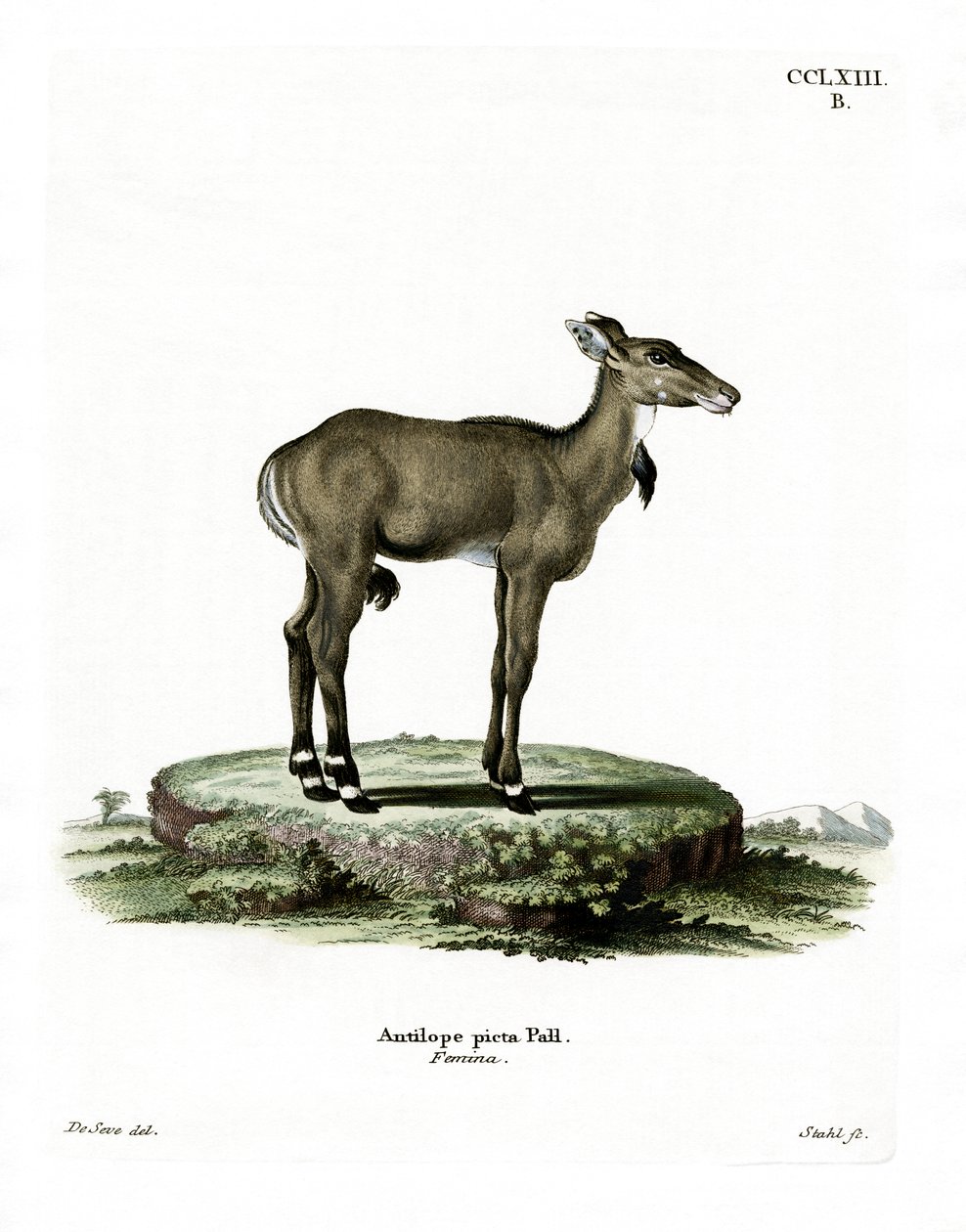 Nilgai (värillinen kaiverrus) tekijältä German School
