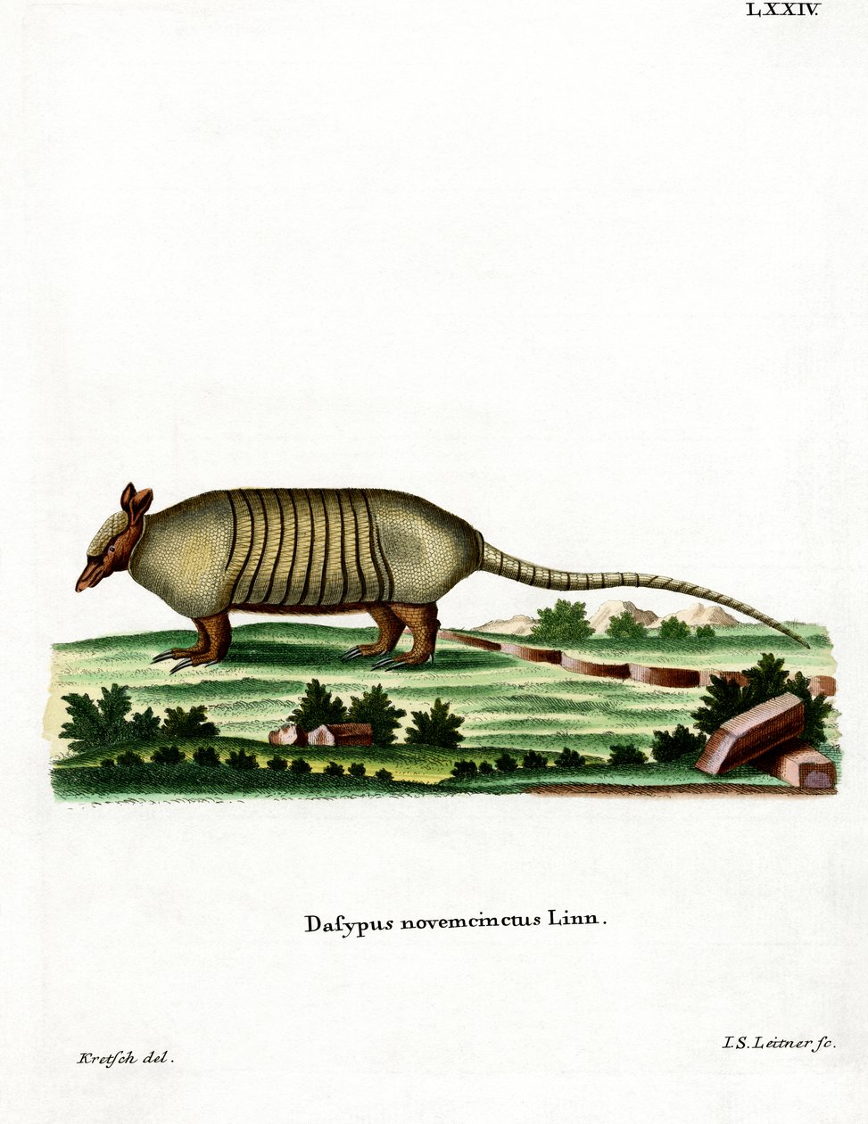 Yhdeksännauhainen armadillo (värillinen kaiverrus) tekijältä German School