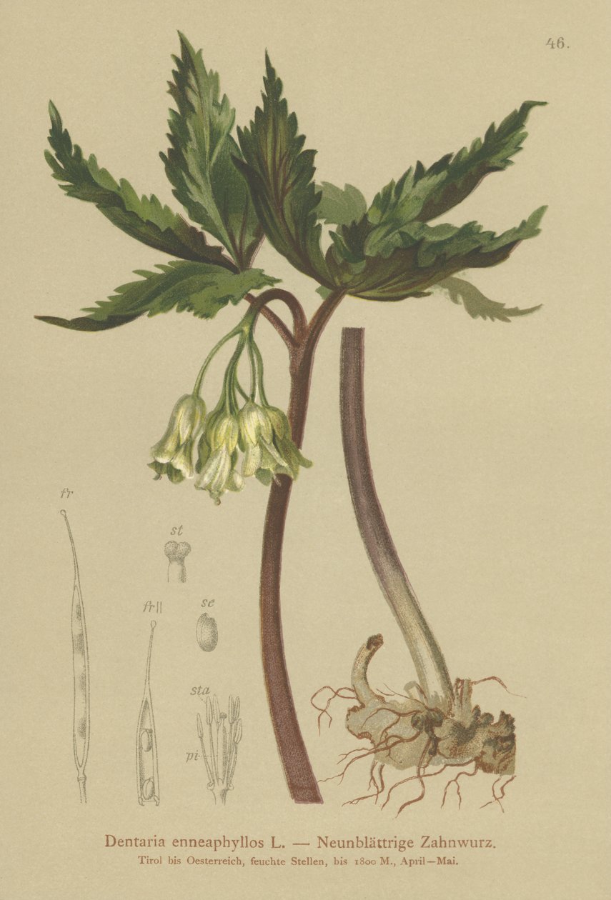 Yhdeksänlehtinen korallivierre (Dentaria enneaphyllos) tekijältä German School