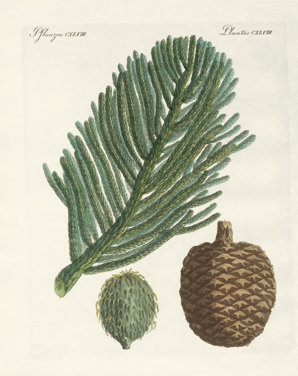 Norfolk Island Pine (värillinen kaiverrus) tekijältä German School