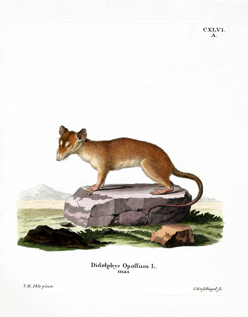 Pohjois-Amerikan Opossum (värillinen kaiverrus) tekijältä German School