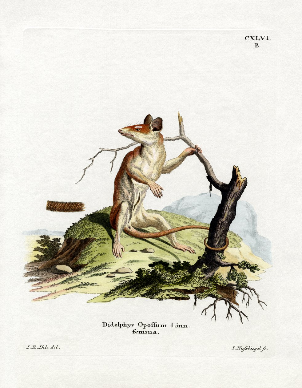 Pohjois-Amerikan Opossum (värillinen kaiverrus) tekijältä German School
