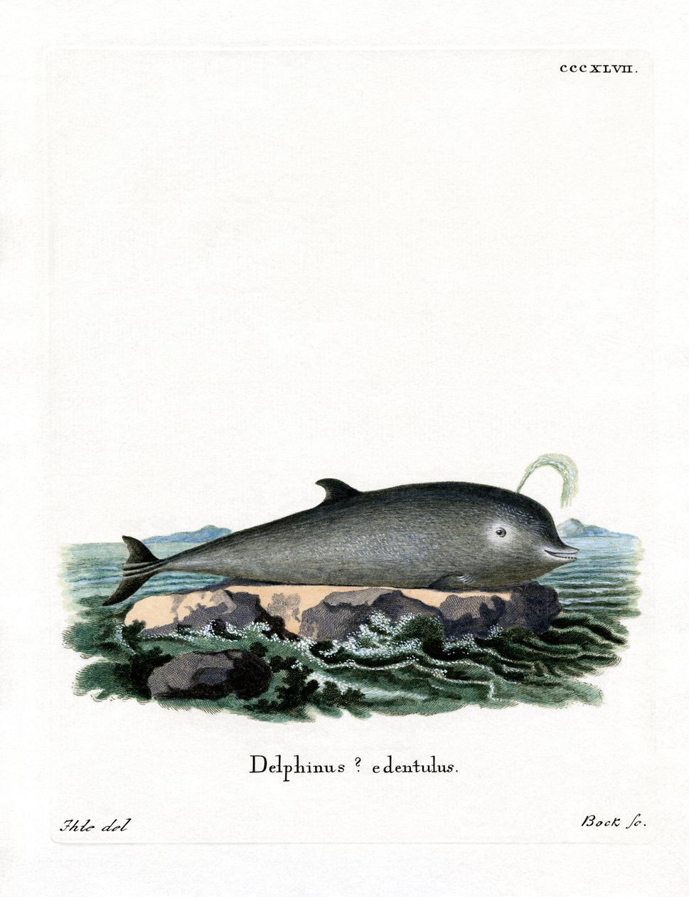 Northern Bottlenose Whale (värillinen kaiverrus) tekijältä German School